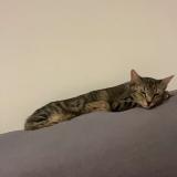 Foto del gato perdido en Aurec Sur Loire