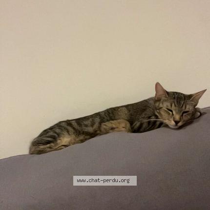 Foto 1/1 Mimi Chat perdido en Aurec sur loire