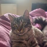 Foto del gato perdido en Bouchain