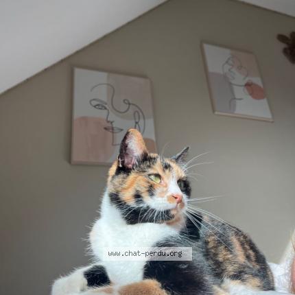 Foto 1/1 Pralyne Chat perdido en Chateauneuf du faou