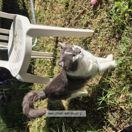 Foto 1/1 mimi Chat perdido en Ales