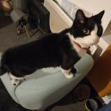 Foto del gato perdido en Rive De Gier