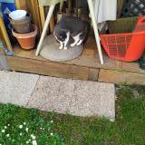 Foto del gato perdido en St Lambert La Potherie