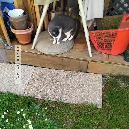 Foto 1/1 Violette Chat perdido en St lambert la potherie