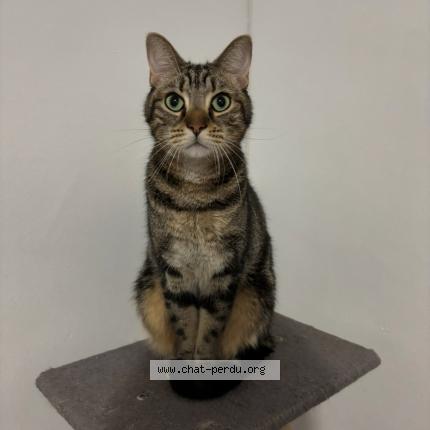 Foto 1/1 Cookie Chat perdido en Lyon