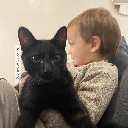 Foto 2/2 Menelao Chat perdido en Montgenevre