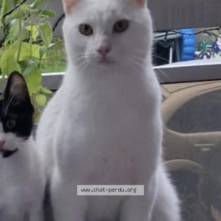 Foto 1/1 Ruby Chat perdido en Les pavillons sous bois