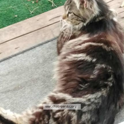 Foto 1/1 Querre Chat perdido en Saint maurice de poinsat