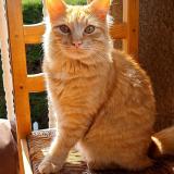 Foto del gato perdido en Courniou