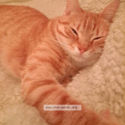 Foto 1/2 Uka Chat perdido en Saint pierre du bosguerard