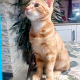 Foto del gato perdido en Saint Leon