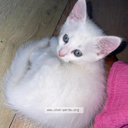 Foto 1/1 Nenette Chat perdido en Castillon la bataille