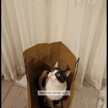 Foto 1/1 Calcifer Chat perdido en Viriat