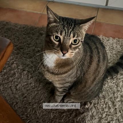 Foto 1/1 Bonnie Chat perdido en La fonderie le vaumain