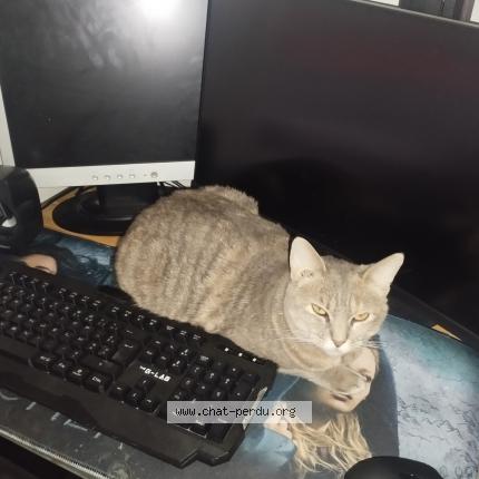 Foto 1/1 Olympe Chat perdido en Saint aubin les elbeuf