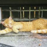 Foto del gato perdido en Escos