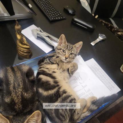 Foto 1/1 Frida Chat perdido en Meaux