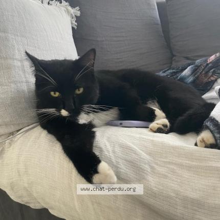 Foto 1/1 Newton Chat perdido en Michery