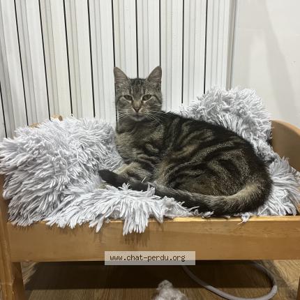 Foto 1/1 Raimie Chat perdido en Hossegor