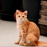 Foto del gato perdido en Saint Cere