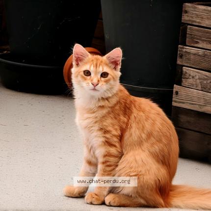 Foto 1/1 Obélix Chat perdido en Saint cere
