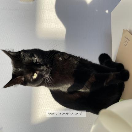 Foto 1/1 Bakara Chat perdido en Saint yaguen