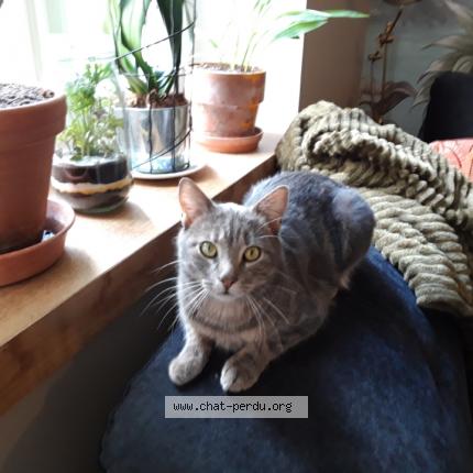 Foto 1/1 LOKI Chat perdido en Villeneuve la guyard