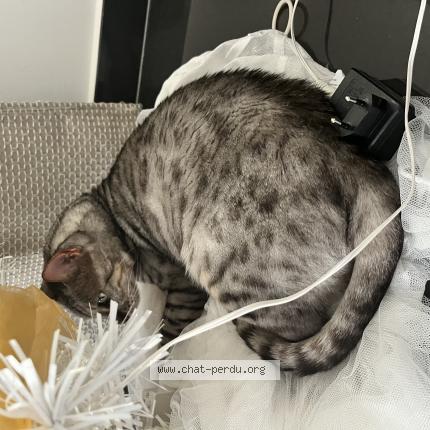 Foto 1/1 Louis Chat perdido en Allonne