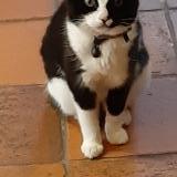 Foto del gato perdido en La Foye Monjault