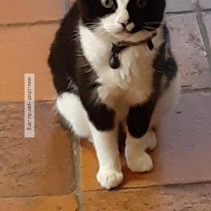 Foto 1/1 Fayette Chat perdido en La foye monjault