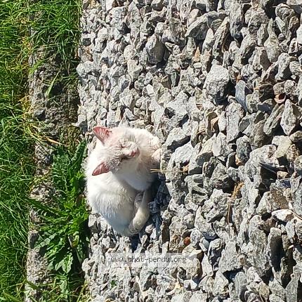 Foto 1/1 Gato encontrado Perdido en Susten