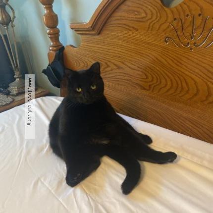 Foto 1/1 Baby bear Chat perdido en Greenwood