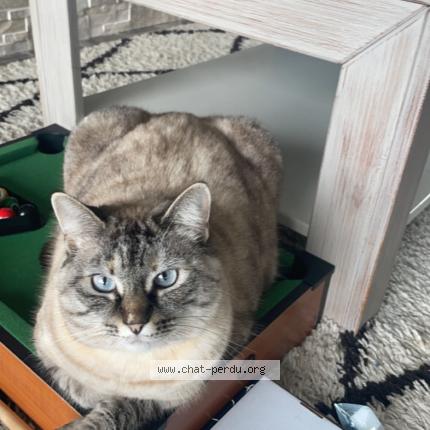 Foto 1/1 curly Chat perdido en Bergerac