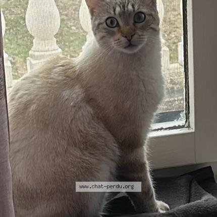 Foto 1/1 DEB Chat perdido en La grand croix