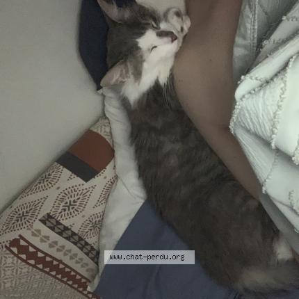 Foto 1/5 Sneezy Chat perdido en Colomiers