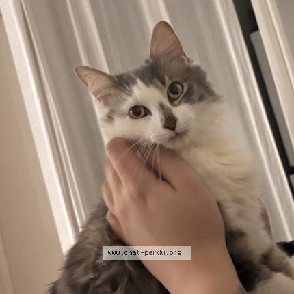 Foto 2/5 Sneezy Chat perdido en Colomiers