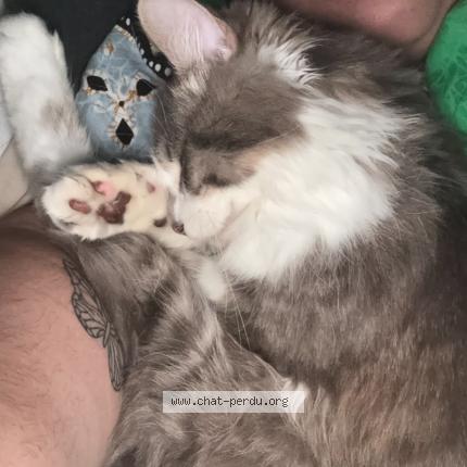 Foto 4/5 Sneezy Chat perdido en Colomiers