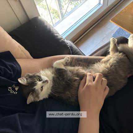 Foto 5/5 Sneezy Chat perdido en Colomiers
