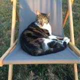 Foto del gato perdido en Heric