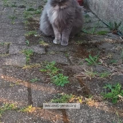 Foto 1/1 Yumi Chat perdido en Briec