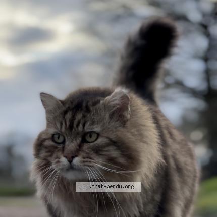 Foto 1/1 Merlin Chat perdido en Baulon