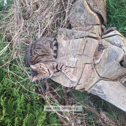 Foto 1/1 Tiger Chat perdido en Les monts verts