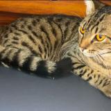 Foto del gato perdido en Delhi