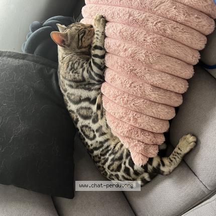 Foto 1/1 vlue Chat perdido en Beaufort en anjou