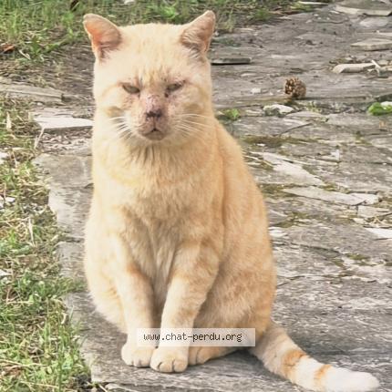 Foto 1/4 Gato encontrado Encontrado en Sartrouville