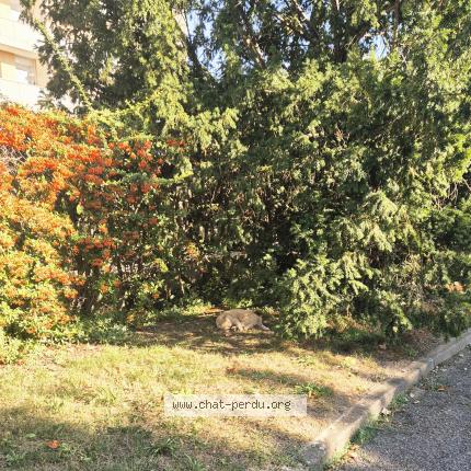 Foto 2/4 Gato encontrado Encontrado en Sartrouville