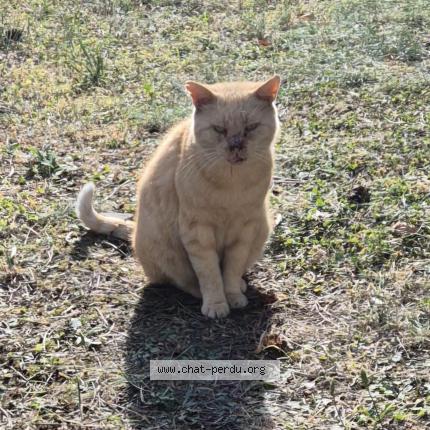 Foto 3/4 Gato encontrado Encontrado en Sartrouville