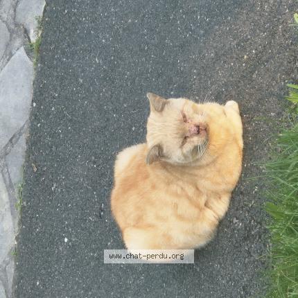 Foto 4/4 Gato encontrado Encontrado en Sartrouville