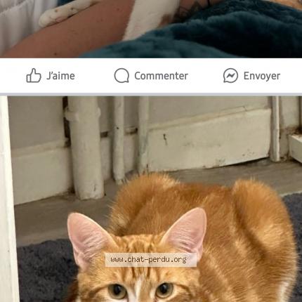 Foto 1/1 Tee Boo Chat perdido en Montchanin