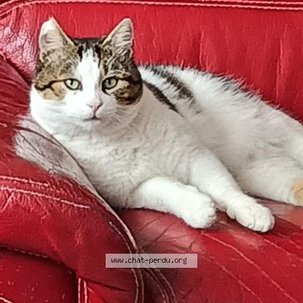 Foto 1/2 Popeye Chat perdido en Saint nicolas de port